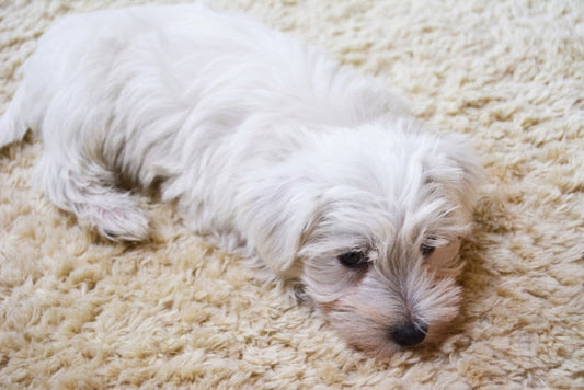 犬の皮膚被毛の病気について|日々のケアが重要!