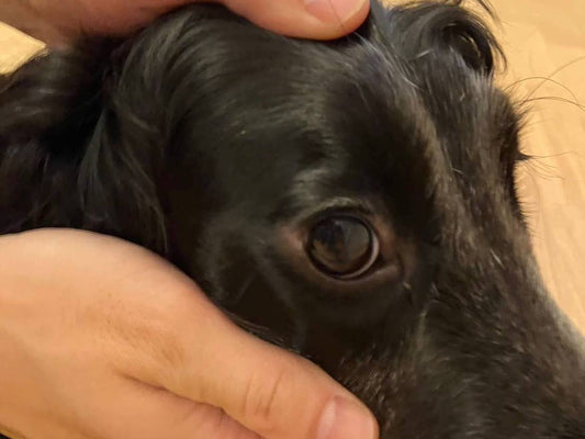 【獣医師監修】犬の入浴前後でできる健康チェック