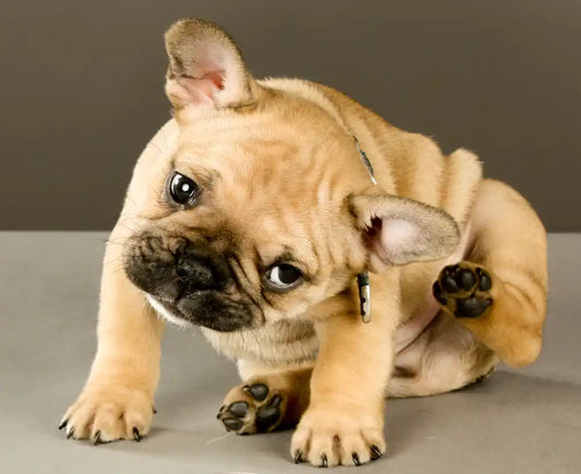 【獣医監修】犬のお風呂はどれくらいの頻度が理想?