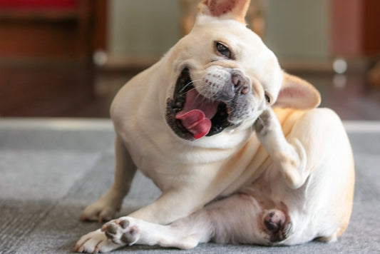 【獣医師監修】犬のマラセチア皮膚炎とは?症状・原因・治療法を解説!