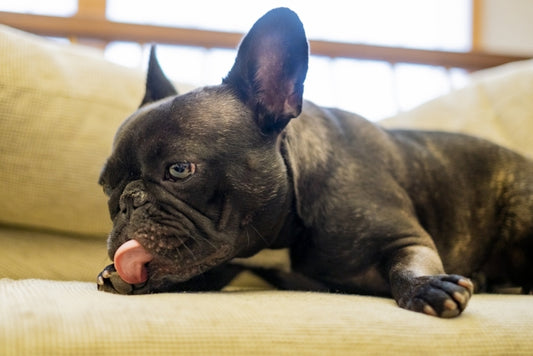 【獣医師監修】犬の膿皮症とは? 原因や症状、ご家庭での対策を解説!