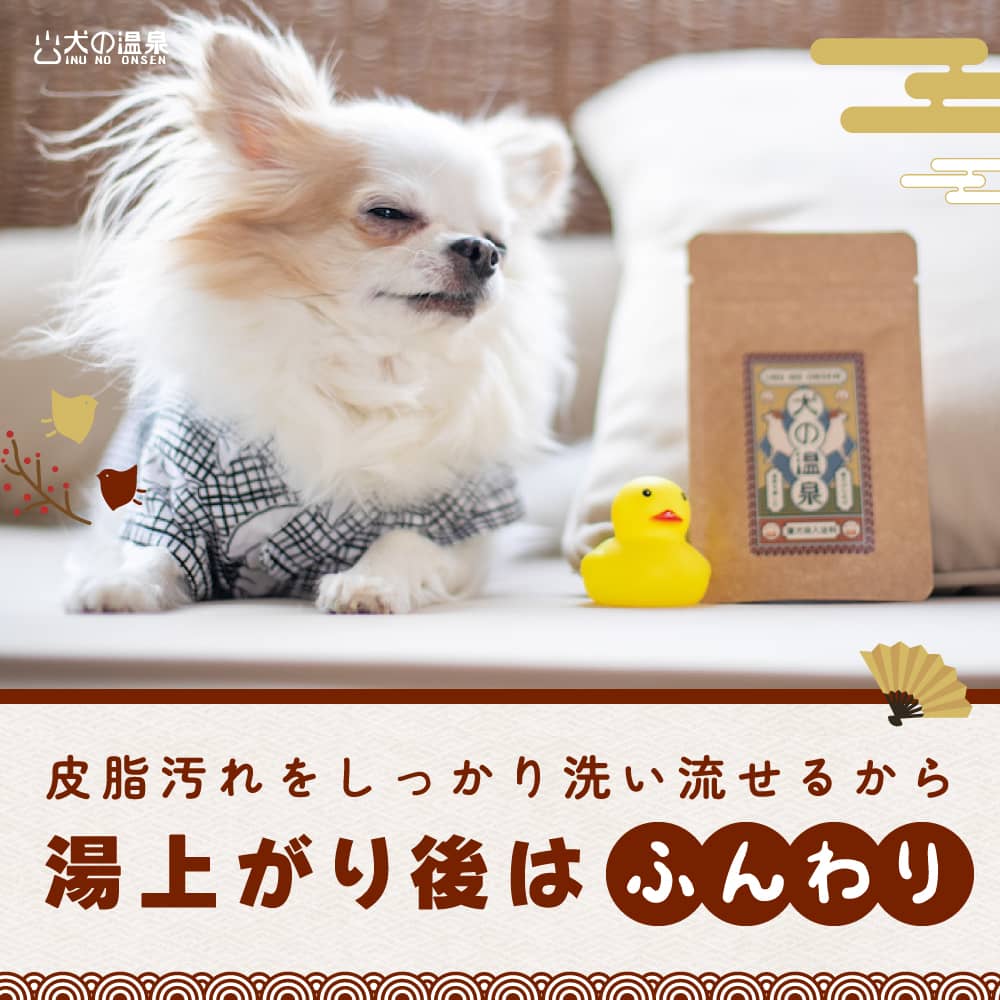 犬の温泉