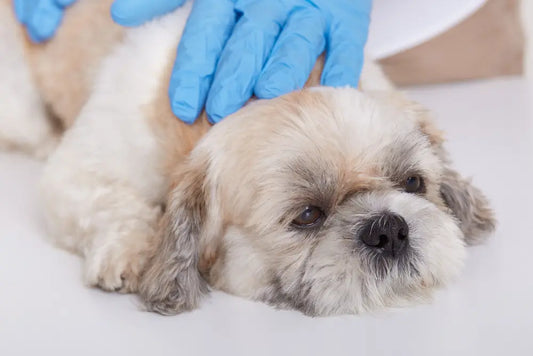 【獣医監修】愛犬を皮膚糸状菌症から守る！ 入浴で健康チェック＆スキンケア習慣