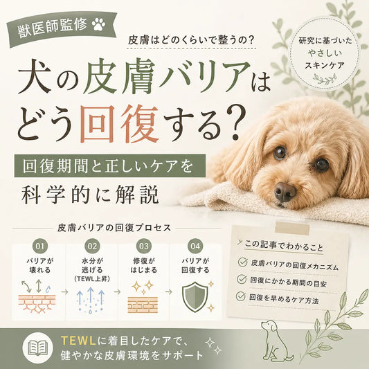 【獣医監修】犬の皮膚バリアはどう回復する？回復期間と正しいケアを科学的に解説