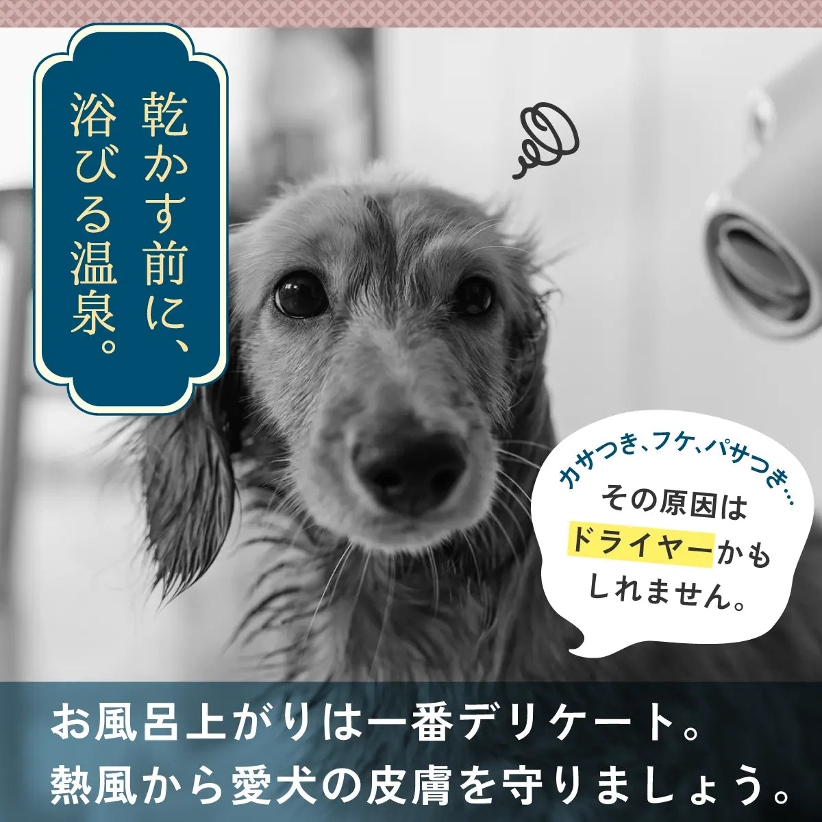 【送料無料】犬の温泉 浸かって浴びる保湿ケアセット